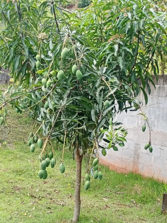 Foto - Arujá - Canjicas