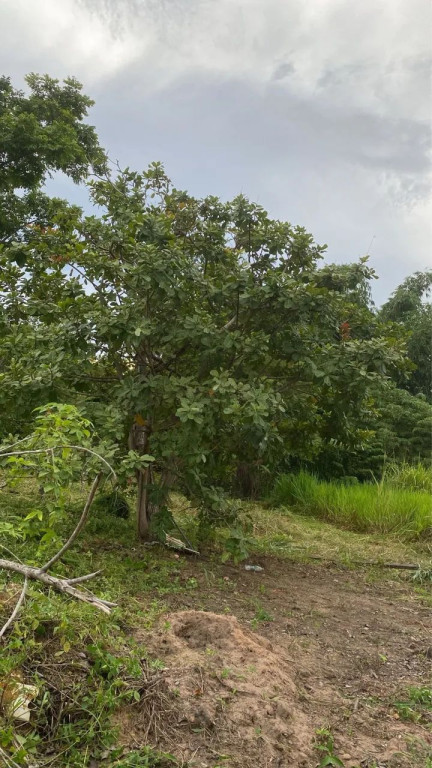 Foto - Santarém - Interventoria