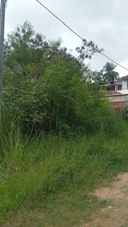 Foto - Salvador - Jardim das Margaridas