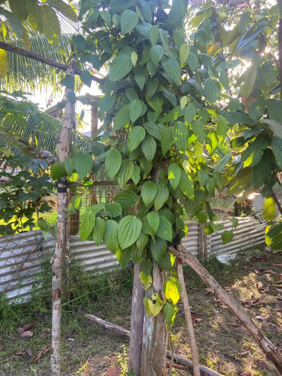 Foto - Manaus - Cidade de Deus