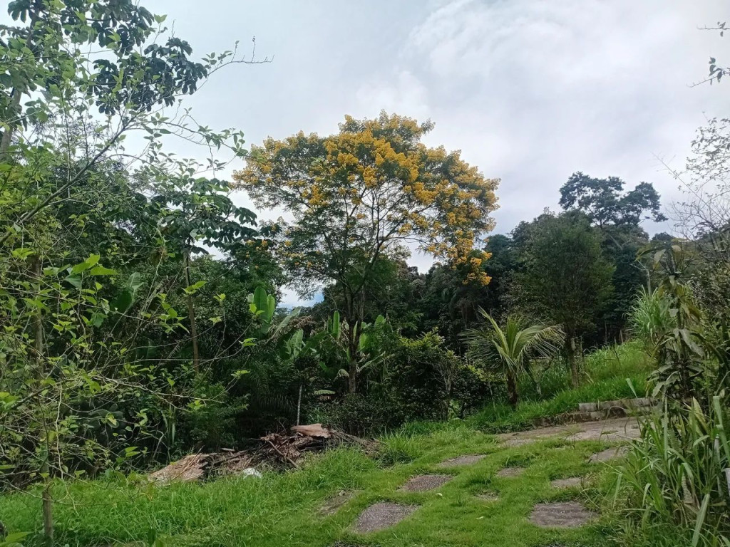 Foto - Mairiporã - Remédios