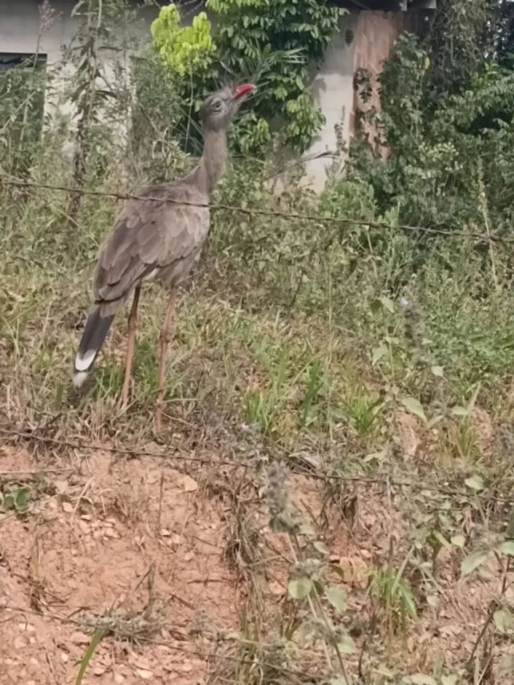 Foto - Sabará - Adelmolândia