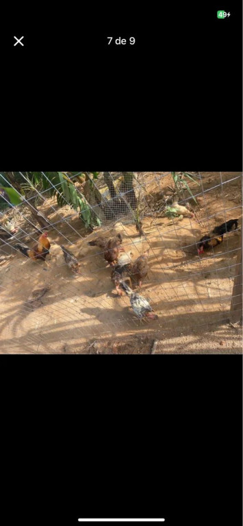 Foto - Colatina - Baunilha