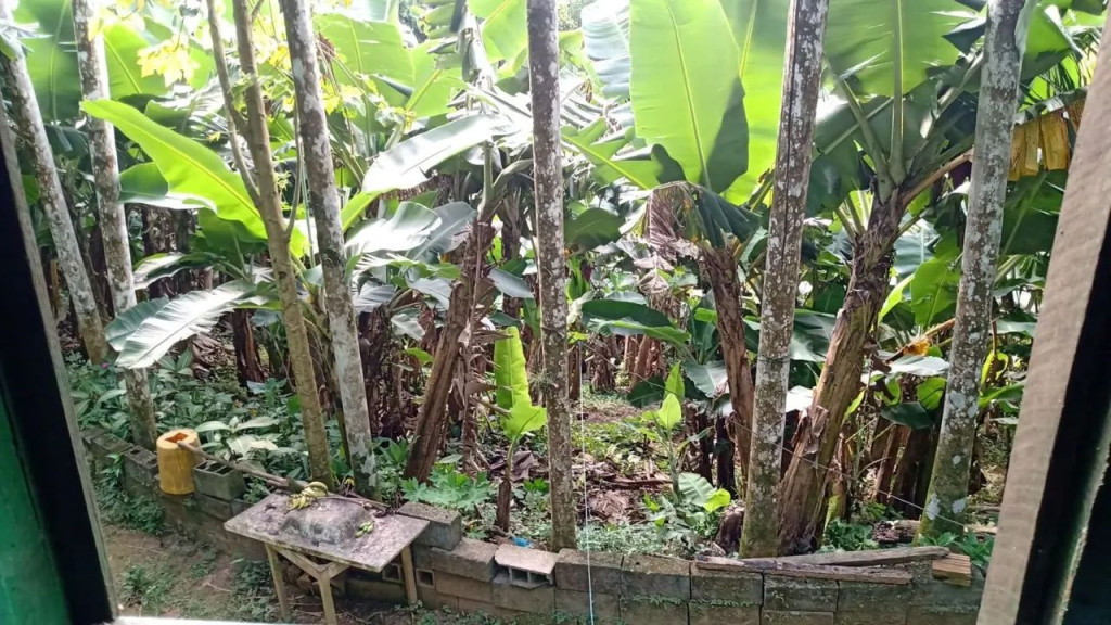 Foto - Santos - Saboó