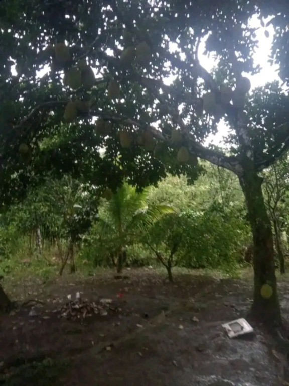 Foto - Jaboatão dos Guararapes - Cajueiro Seco