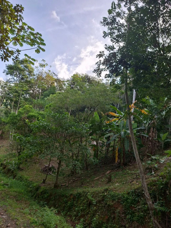 Foto - Biguaçu - São Miguel (Guaporanga)