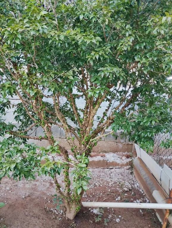 Foto - São José dos Campos - Condomínio Residencial Montserrat