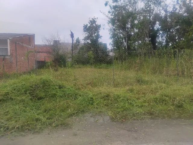Foto - Ponta Grossa - Cará-cará