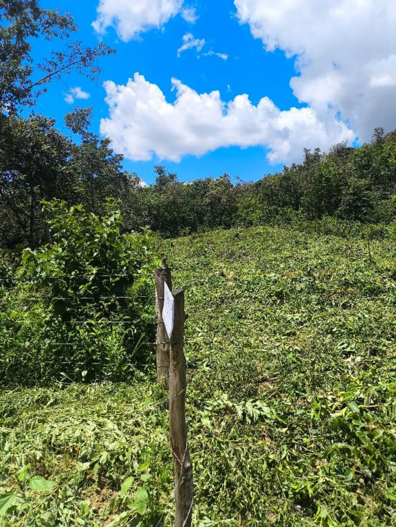 Foto - Pirenópolis - Centro