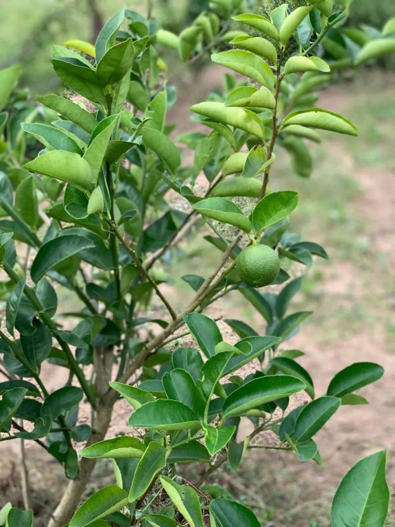 Foto - São Gonçalo dos Campos - 