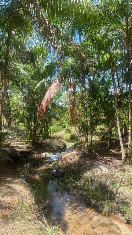Foto - Boa Vista - Centenário