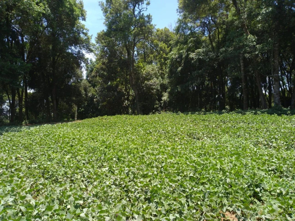 Foto - Campo Largo - Colônia Revier