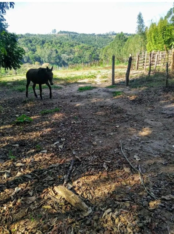 Foto - São Paulo - Jardim Piratininga
