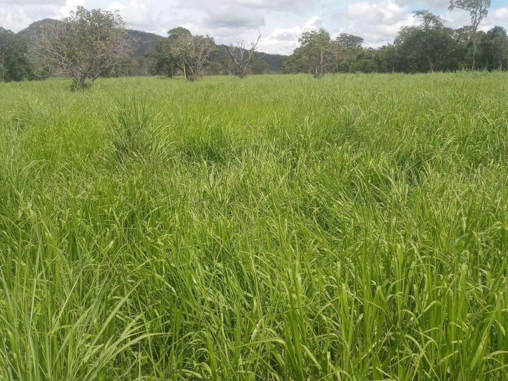 Foto - Palmas - Setor Santa Fé 2 (Taquaralto)