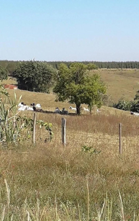 Foto - Piracicaba - Área Rural de Piracicaba