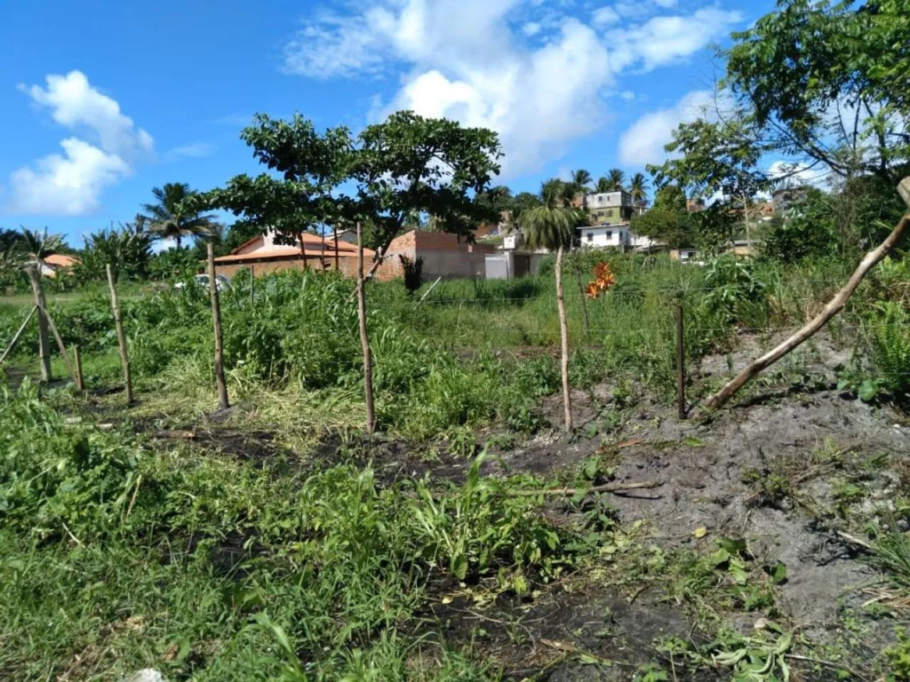 Foto - Salvador - Saboeiro