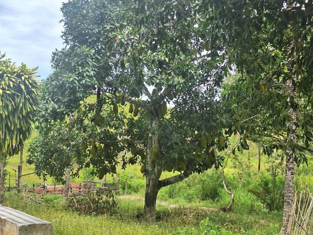 Foto - Japeri - Engenheiro Pedreira