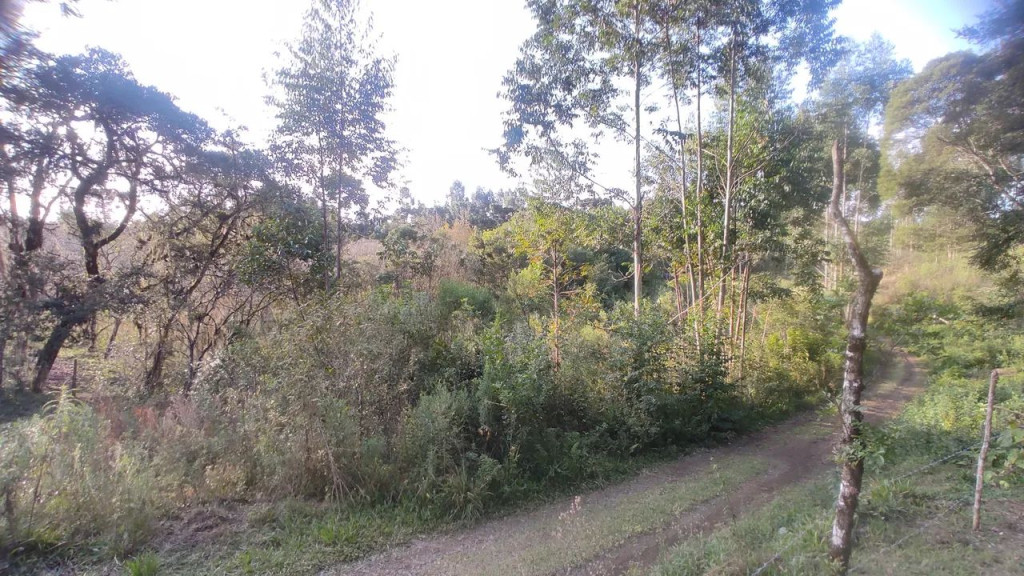 Foto - Campina Grande do Sul - 