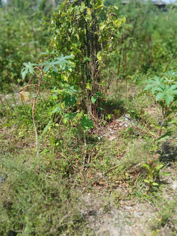 Foto - Jaboatão dos Guararapes - Cajueiro Seco