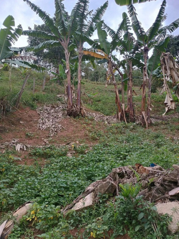 Foto - Francisco Morato - Jardim Vassouras
