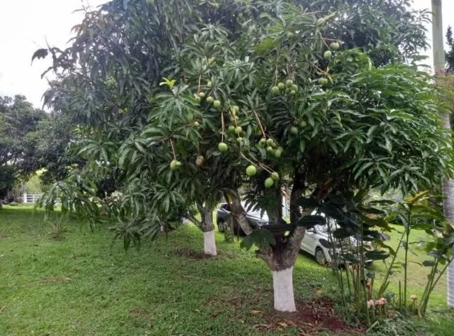 Foto - São Bernardo do Campo - Centro