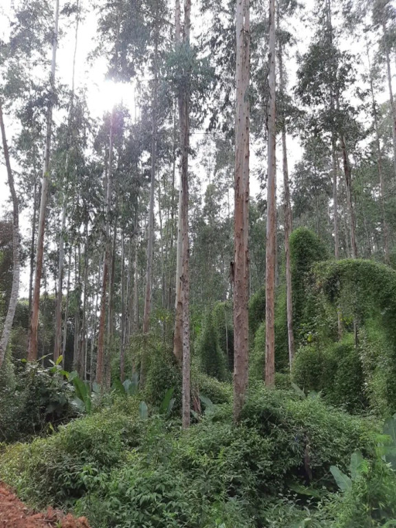 Foto - Campina Grande do Sul - 