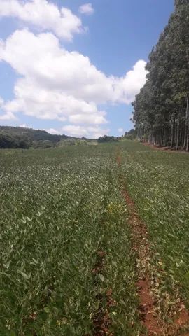 Foto - Bandeirantes - 