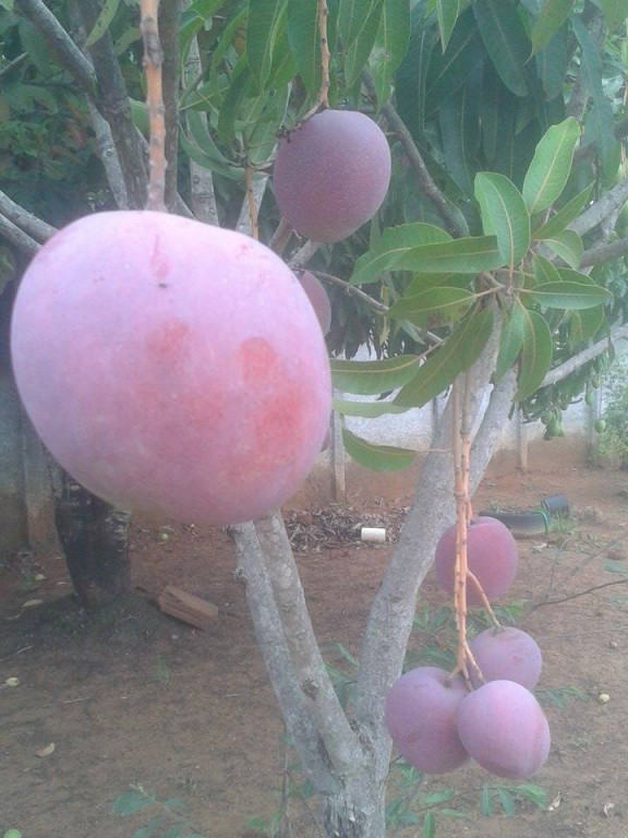 Captação de Sítio/Fazenda a venda na Rua 3, buritis, Paraopeba, MG