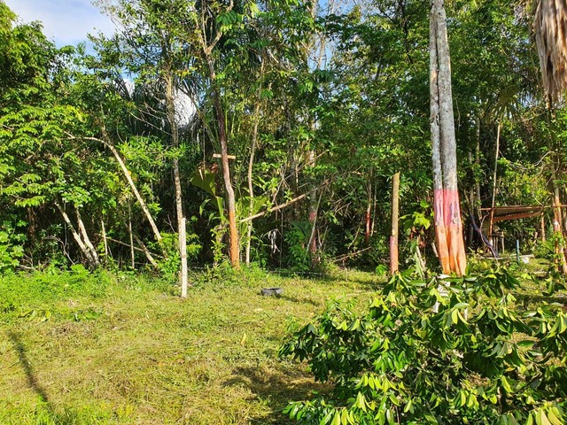 foto - Manaus - Cidade Nova