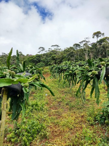 foto - Nova Friburgo - Campo do Coelho