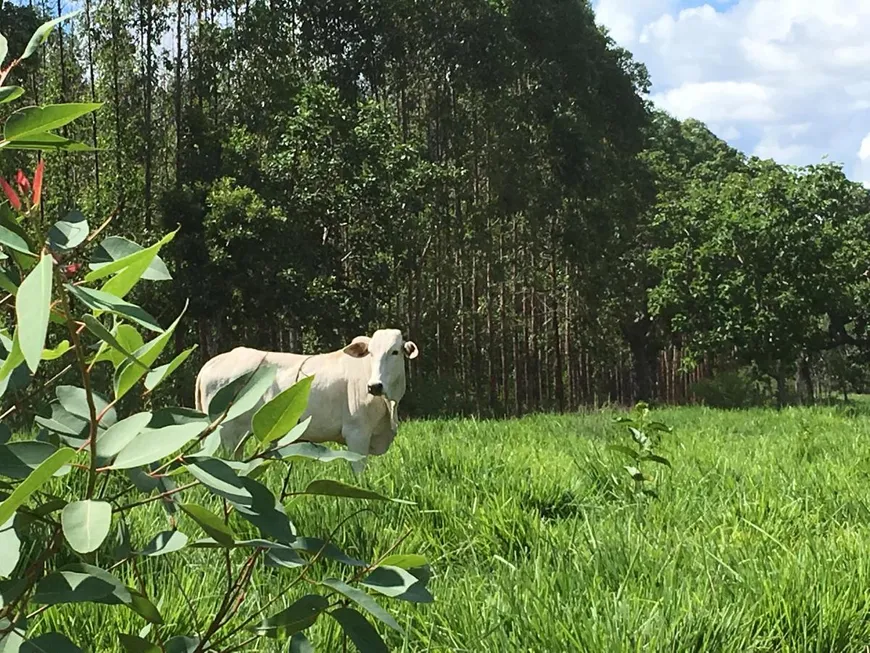Foto - Buritizeiro - Rural