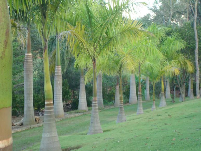 Fazenda à venda com 5 quartos, 24000m² - Foto 3