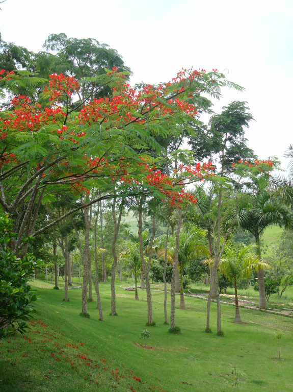 Fazenda à venda com 5 quartos, 24000m² - Foto 4