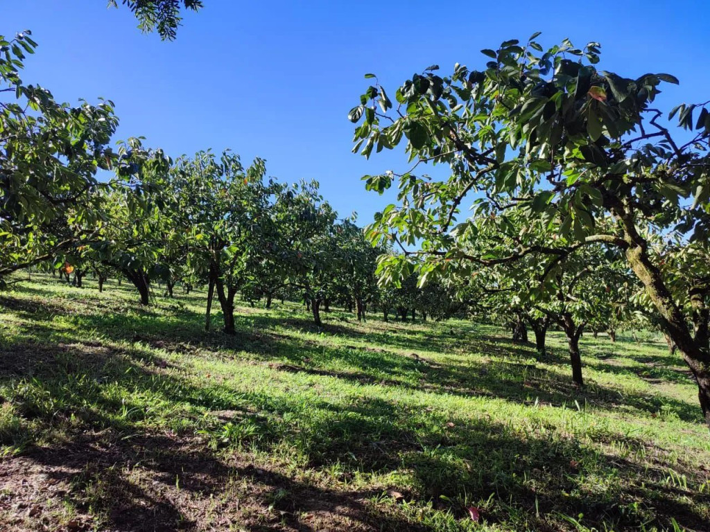 Foto - Mogi das Cruzes - Área Rural de Mogi das Cruzes