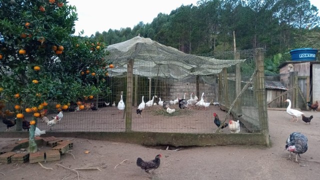 Foto - Paulo Lopes - 