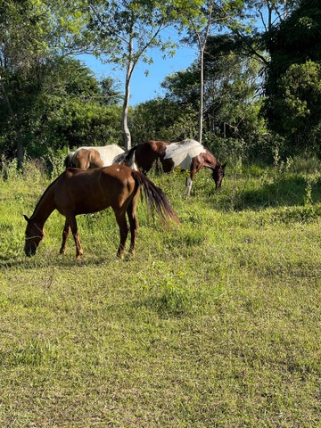 foto - São Pedro da Aldeia - 