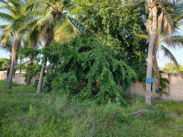 Foto - Boa Vista - Operário