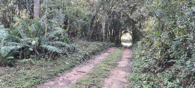 foto - Sao Jose dos Pinhais - Colonia Marcelino