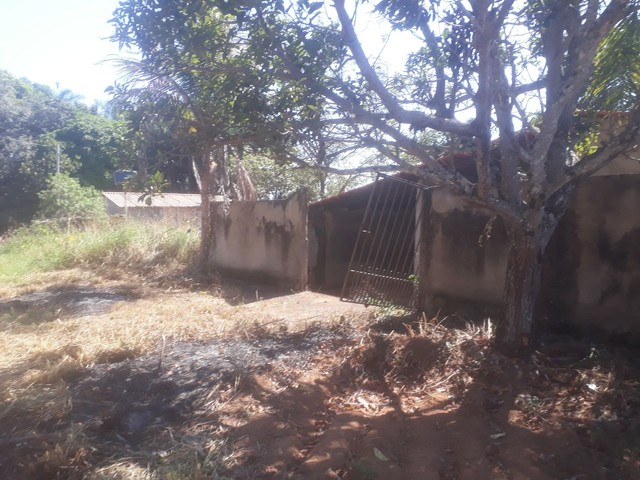 Foto - Piracanjuba - 