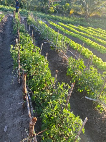 Foto - Itaporanga d'Ajuda - 