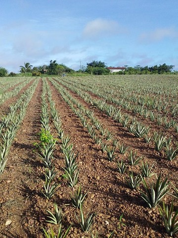 Foto - Poço Branco - 