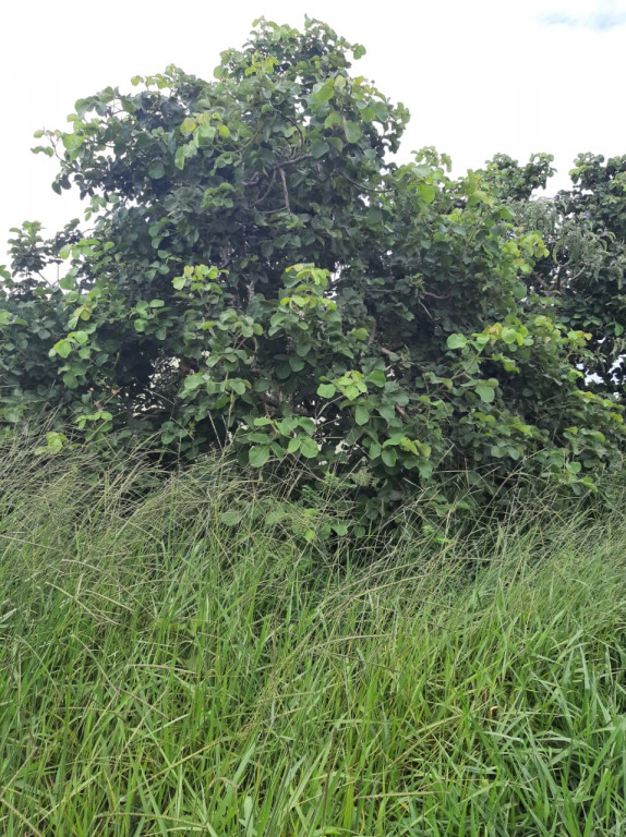 Captação de Terreno a venda na Rua 10, Vale do Palmital (Melo Viana), Esmeraldas, MG